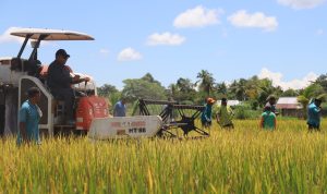 Penjabat Gubernur Papua Barat Paulus Waterpauw melakukan panen padi nutrisi di Kabupaten Teluk Bintuni